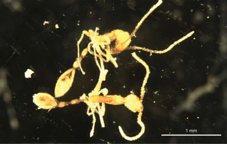 New Ant Species Named After Voldemort Uncovered in Australian Outback